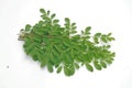 Edible moringa leaves