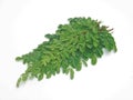 Edible moringa leaves