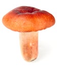 Edible mushroom