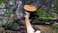 Edible mushroom Agaric honey fungus or Armillaria mellea, cluster growing, macro, selective focus, shallow DOF