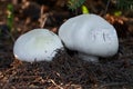 Edible mushroom Agaricus arvensis under spruce.