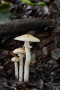 Edible mushroom Agrocybe praecox in the beech forest. Known as Spring Fieldcap. Royalty Free Stock Photo