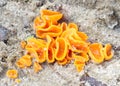 Edible mushroom, aleuria aurantia