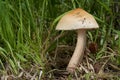 Edible mushroom Amanita crocea in the meadow on the edge of a deciduous forest. Known as Saffron Ringless Amanita or Orange Griset