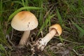 Edible mushroom Amanita crocea in the meadow on the edge of a deciduous forest. Known as Saffron Ringless Amanita or Orange Griset