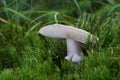Edible mushroom Amanita excelsa growing in the moss in the wet spruce forest. Royalty Free Stock Photo