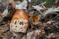 Edible mushroom Amanita fulva in the beech forest. Known as tawny grisette.