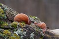 Edible mushroom Auricularia auricula-judae in the floodplain forest.