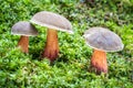 Edible mushroom Boletus chrysenteron in moss