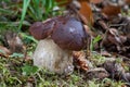 Edible mushroom Boletus edulis in beech spruce forest. Royalty Free Stock Photo