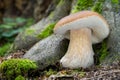 Edible mushroom Boletus edulis