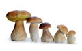 Edible mushroom Boletus. Royalty Free Stock Photo