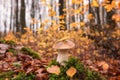 Edible mushroom, boletus or porcini in the autumn beech forest Royalty Free Stock Photo