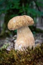 Edible mushroom Boletus reticulatus commonly known as summer cep Royalty Free Stock Photo