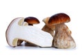 Edible mushroom Boletus. Royalty Free Stock Photo