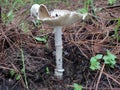 Edible Mushroom with brown cap, volva and gills Royalty Free Stock Photo