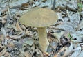 Edible mushroom cep Boletus edulis Royalty Free Stock Photo