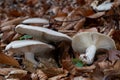 Edible mushroom Clitocybe nebularis in the beech forest. Known as Lepista nebularis, clouded agaric or cloud funnel. Royalty Free Stock Photo