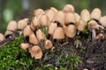 Edible mushroom Coprinellus micaceus in spruce forest.