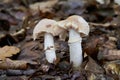 Edible mushroom Cortinarius caperatus in beech forest.