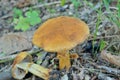 Edible mushroom Cortinarius caperatus