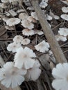 Edible mushroom cultivation is a profitable cottage industry