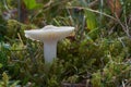 Edible mushroom Cuphophyllus virgineus in forest meadow. Royalty Free Stock Photo