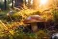 edible mushroom in dew drops in grass in forest on sunny summer day. Generative AI illustration Royalty Free Stock Photo