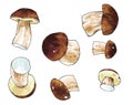 Edible mushroom drawing oak cepe