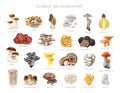 Edible mushroom element vintage style painted set. Watercolor illustration. Porcini, chanterelle, truffle, champignon