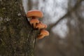 Edible mushroom Flammulina velutipes growing on the tree in the floodplain forest.