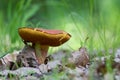 Edible mushroom in a forest, Boletus chrysenteron