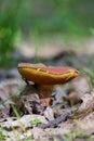 Edible mushroom in a forest, Boletus chrysenteron