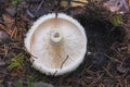 Edible mushroom in the forest closeup. Lactarius torminosus