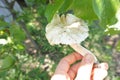 Dible mushrooms are growing in the forest.