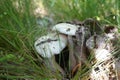 Dible mushrooms are growing in the forest.