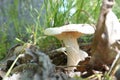 Dible mushrooms are growing in the forest. Royalty Free Stock Photo