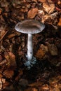 Edible mushroom in the fungus family Amanitaceae. Amanita vaginata, commonly known as the grisette or the grisette amanita Royalty Free Stock Photo