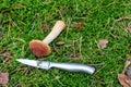 Cut edible mushroom Golden boletus Aureoboletus projectellus and knife on the green moss in the forest. Walks in the Royalty Free Stock Photo