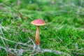Edible mushroom Golden boletus Aureoboletus projectellus grows on green moss in beautiful forest. Mushroom with red cap Royalty Free Stock Photo