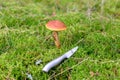 The edible mushroom Golden boletus Aureoboletus projectellus grows on green moss in a beautiful forest. A mushroom with Royalty Free Stock Photo