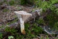 Edible mushroom Gomphidius glutinosus in the moss Royalty Free Stock Photo