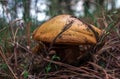 Edible mushroom greasers under the pine needles Royalty Free Stock Photo