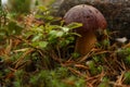 Edible mushroom growing in the forest in moss among fallen branches in autumn Royalty Free Stock Photo