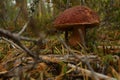 Edible mushroom growing in the forest in moss among fallen branches in autumn Royalty Free Stock Photo