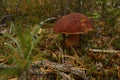 Edible mushroom growing in the forest in moss among fallen branches in autumn Royalty Free Stock Photo