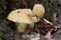 Edible mushroom Gyroporus cyanescens in the beech forest. Known as Cornflower Bolete.