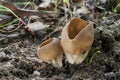 Edible mushroom Helvella acetabulum on the ground.