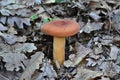 Edible mushroom lactarius volemus