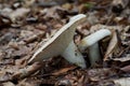 Edible mushroom Lactifluus piperatus in the beech forest. Known as Peppery Milkcap.